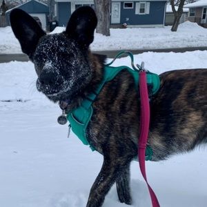 gently used size s dog harness